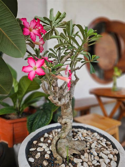 Bonsai kamboja jepang adenium bongol besar unik berkarakter, Perkebunan ...