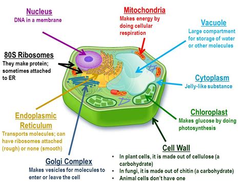 Biology Journal The Dna Of A Prokaryote Is Called Naked