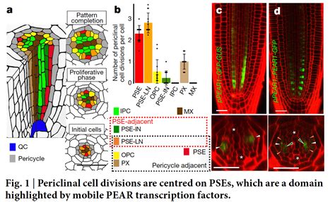 科学网—nature：拟南芥pear蛋白作用于形成层生长起始 郝兆东的博文