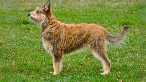 Berger Picard An Energetic And Intelligent French Herding Breed