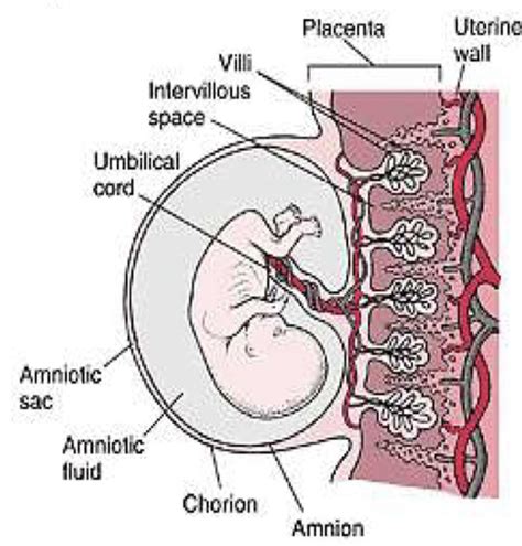 5 1 Amniotic Fluid Flashcards Quizlet