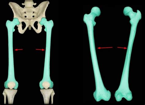 Appendicular Skeleton Femur Tibia Fibula And Patella Flashcards