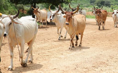 Understanding The Difference Between Indian Desi Cow And The Jersey H