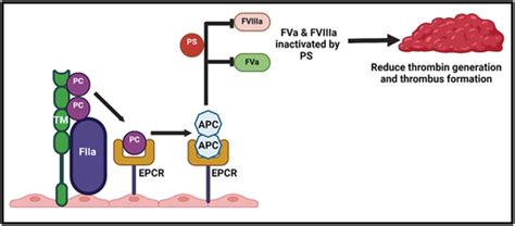 Full Article The Natural Anticoagulant Protein S Hemostatic Functions