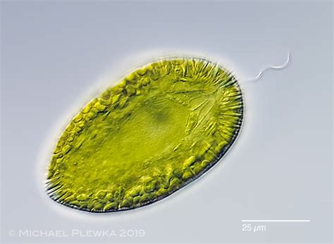 limnic   micro organisms  germany gonyostomum semen