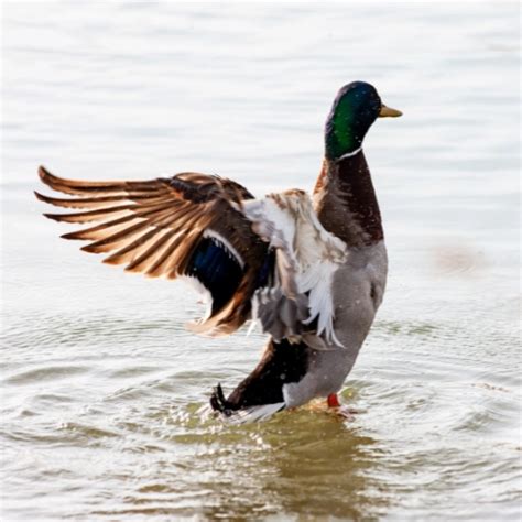 Spain duck hunting | Corsini Hunts