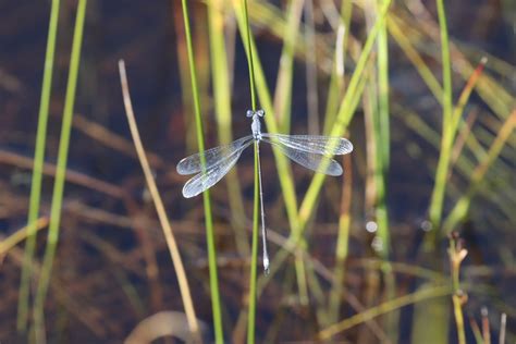 Swamp Spreadwing From Bruce County ON Canada On August 30 2023 At 04