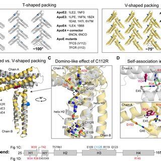 Structural determinants of ApoE self-association. (A) The model of the ...