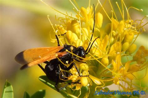 Hymenoptera Pompilidae Pepsini Male A Urban Programs El Paso County