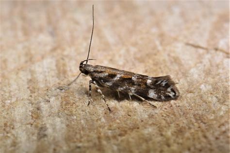 Aristotelia Ericinella Suffolk Micro Moths The Micro Moths Of Suffolk