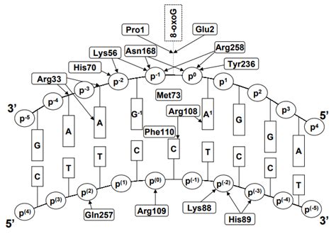 Fpg Protein Creative Enzymes