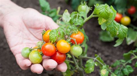 Como Plantar Tomate Na Sua Horta Plantas Jardins E Hortas