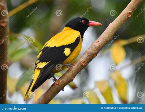 Black Hooded Oriole Sri Lanka Stock Image Image Of Urban Birds