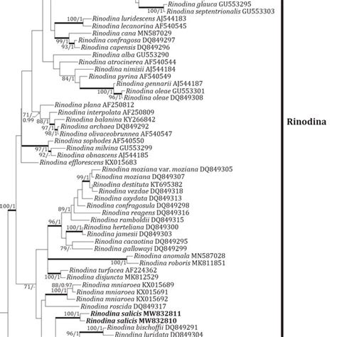 Phylogenetic Relationships Among Available Species In The Genus Download Scientific Diagram