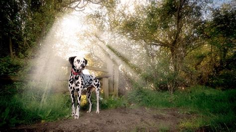 🔥 [59+] Dalmatian Backgrounds | WallpaperSafari