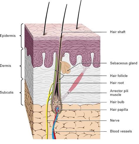 Top more than 76 hair root structure latest - vova.edu.vn