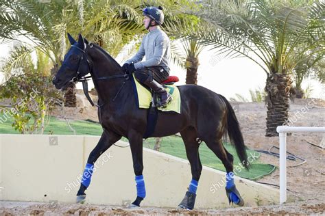 Riyadh Mostahdaf Morning Trackwork King Abdulaziz Editorial Stock Photo