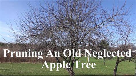 How To Prune A Really Neglected Apple Tree Video Dailymotion