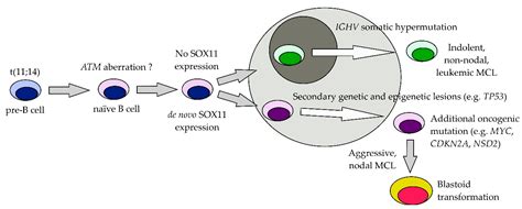 Ijms Free Full Text Advances In Molecular Biology And Targeted