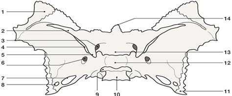 Sphenoid Bone Superior View Diagram Quizlet