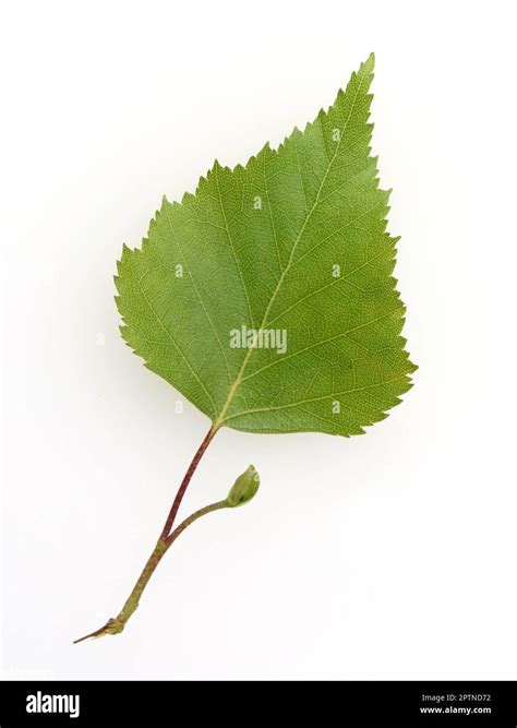 Birkenbaum Birke Betula Ist Ein Heimischer Baum Der Auch Als