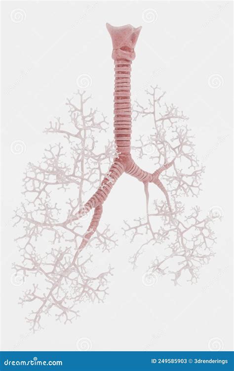 Quinquies Representaciones De Traquea Y Bronchi Stock De Ilustraci N