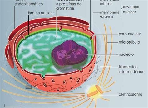 O Que É Eucariótica - O núcleo da célula eucariótica: estrutura, função - Aula Zen