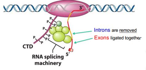 Genes and Gene Expression: RNA - structure, synthesis, and function ...