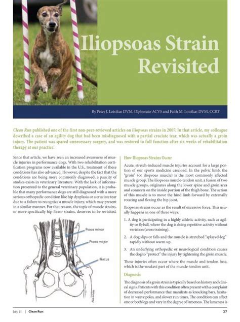 Iliopsoas Muscle Dog