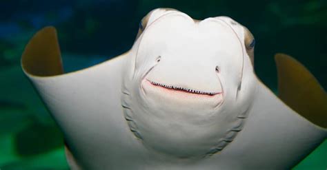 Stingray Teeth: Everything You Need to Know - A-Z Animals