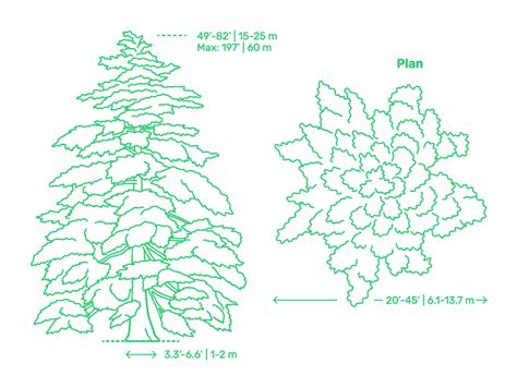 Deodar Cedar Cedrus Deodara Dimensions Drawings Dimensions