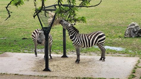 Visiting the Cape May County Zoo: What You Should Know Before You Go - Where the Wild Kids Wander