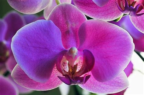 Orchids That Look Like Birds - Top 12 Most Popular Flowers