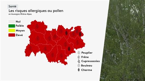 Santé les allergies aux pollens de bouleau sévissent en Auvergne