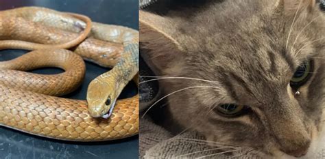 Gatto Salva Due Bambini Da Un Serpente Velenoso E Muore