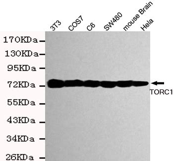 Torc Antibody Purified Mouse Monoclonal Antibody Mab Wb Icc Buy