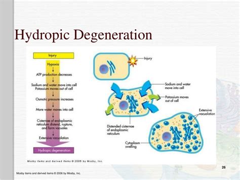 Ppt Altered Cellular And Tissue Biology Powerpoint Presentation Free