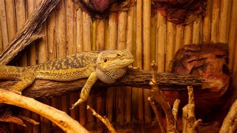 Reptiles Free Images | Everypixel