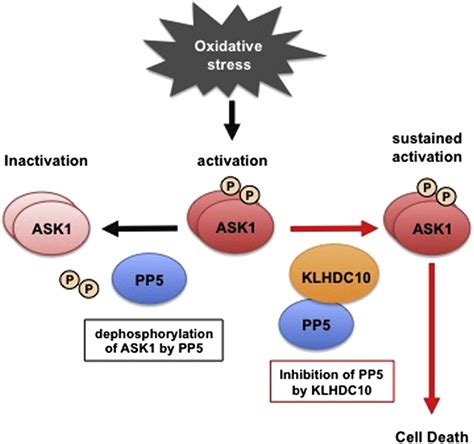 The Kelch Repeat Protein KLHDC10 Regulates Oxidative Stress-Induced ...