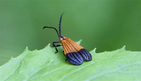 Discover 10 Types of Orange Beetles - A-Z Animals