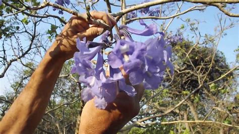 CONHECENDO A FLOR O FRUTO E A SEMENTE DO JACARANDÁ DE MINAS OU