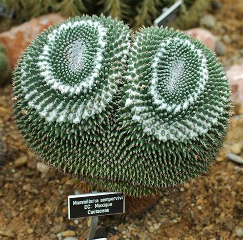 Information about M. sempervivi | Cactus plants, Cactus seeds ...
