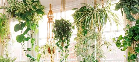 The Best 9 Indoor Hanging Plants Even A Beginner Won't Kill | Posh Pennies