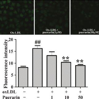 Effects Of Puerarin On The Formation Of Reactive Oxygen Species ROS