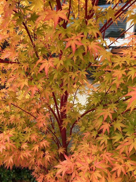 Coral Bark Japanese Maple Mendocino Maples Nursery