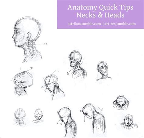Master human anatomy today with these 13+ tips - Art-Res | Flower