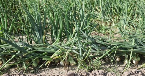 A Field With A Ripe Onion Harvest During The Food Harvest Stock Video