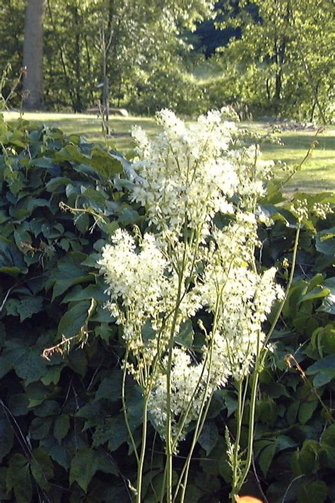 Filipendula ulmaria Reine des prés Les Jardins du Gué