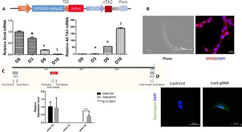 Figure 3 From CRISPR Cas9 Technology In Restoring Dystrophin Expression