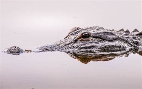 Are There Alligators On Anna Maria Island Florida